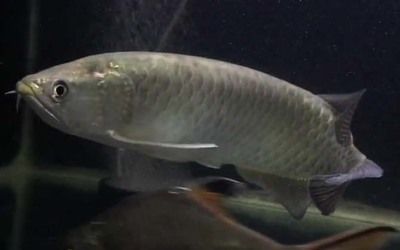 龍魚青龍魚（青龍魚與紅龍魚的區別，如何辨別優質青龍魚）
