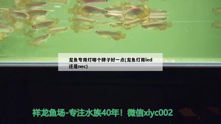 龍魚燈飛利浦好還是NEC好：龍魚燈選擇飛利浦或nec各有利弊