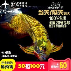純血紅龍魚價(jià)格走勢