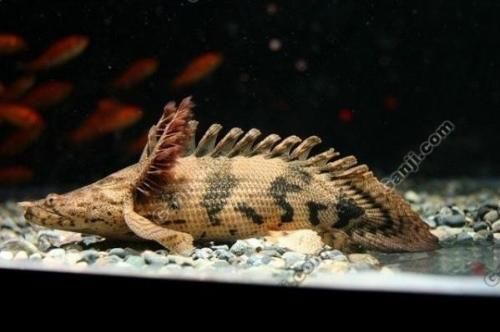 觀賞魚金龍魚可以和什么魚混養（金龍魚可以和什么魚混養）