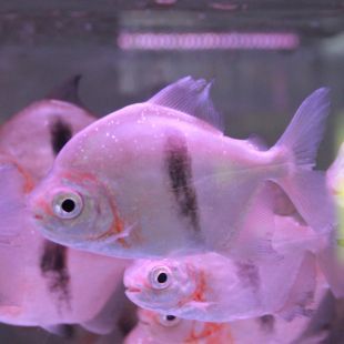 觀賞魚金龍魚可以和什么魚混養（金龍魚可以和什么魚混養）