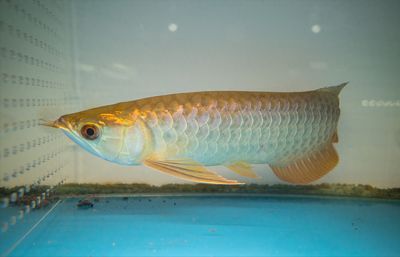 龍魚肚子突然鼓起來好幾天的原因分析（龍魚肚子突然鼓起怎么辦）