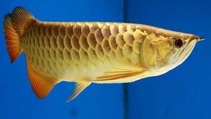 金龍魚怎么喂食,金龍魚喂食方法包括定時定量投喂、食物多樣性以及水質管理 龍魚百科 第3張 金龍魚怎么喂食,金龍魚喂食方法包括定時定量投喂、食物多樣性以及水質管理 金龍魚怎么喂食,金龍魚喂食方法包括定時定量投喂、食物多樣性以及水質管理 龍魚百科 第3張