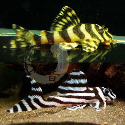 黃金斑馬（黃金斑馬與其他斑馬魚的區別，）