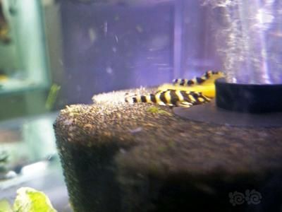 黃金斑馬（黃金斑馬與其他斑馬魚的區別，）