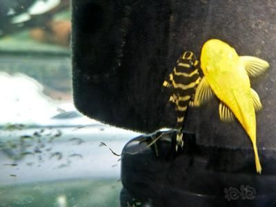 黃金斑馬（黃金斑馬與其他斑馬魚的區別，）