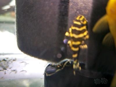 黃金斑馬（黃金斑馬與其他斑馬魚的區別，）