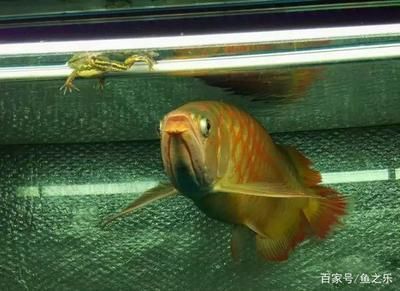龍魚不愛游動躲缸角不吃食【龍魚不愛游動躲缸角不吃食可能是由于它剛被移到新環境中】