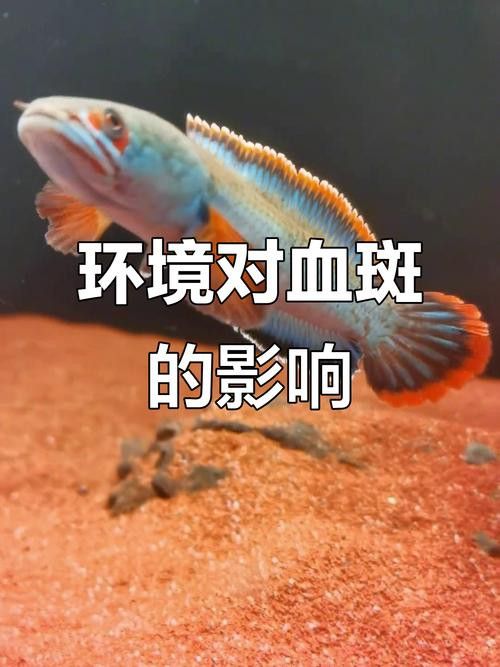 血斑雷龍魚發色