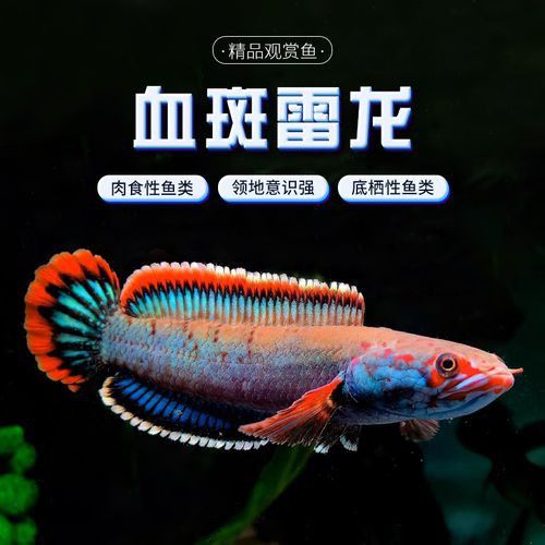 血斑雷龍魚發色