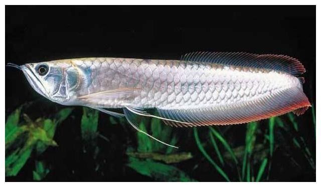 銀龍魚和燕魚混養(yǎng)的效果如何？