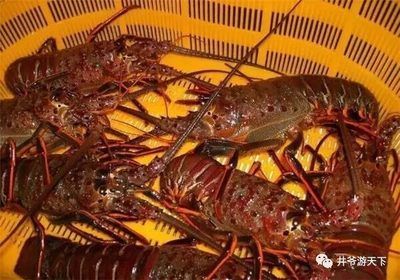 澳龍和紅龍的區別桌上：澳龍和紅龍有什么區別？ 澳龍和紅龍的區別桌上：澳龍和紅龍有什么區別？ 龍魚百科 第4張