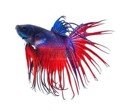 金龍魚怎么才能上色：金龍魚怎么上色