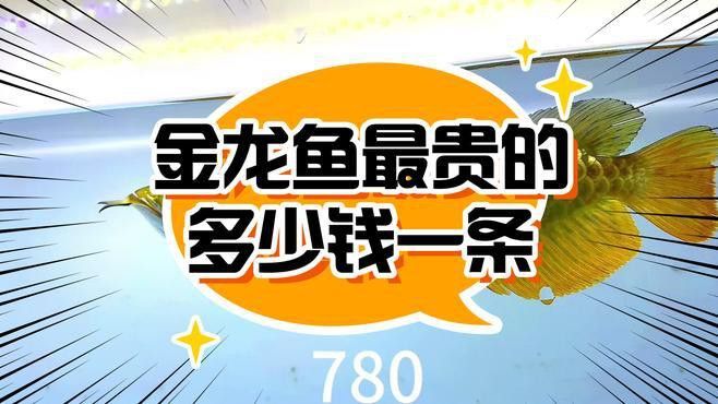 金龍魚最貴一條多少錢