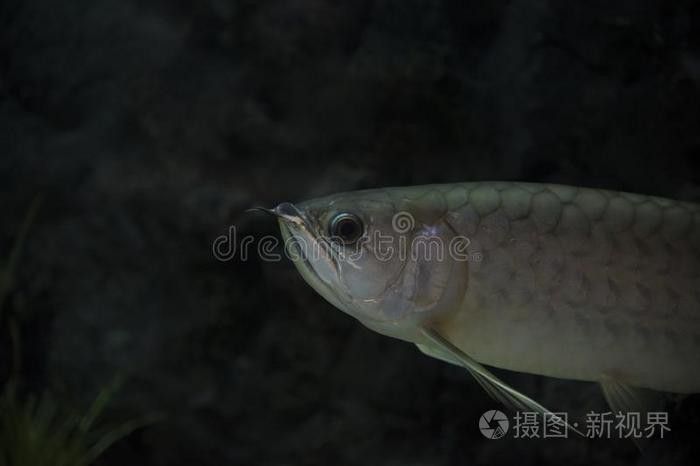 金龍魚壁紙有無官方授權圖庫？ 金龍魚壁紙有無官方授權圖庫？ 龍魚百科 第1張