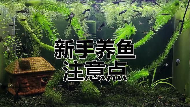 金龍魚圖片 價格
