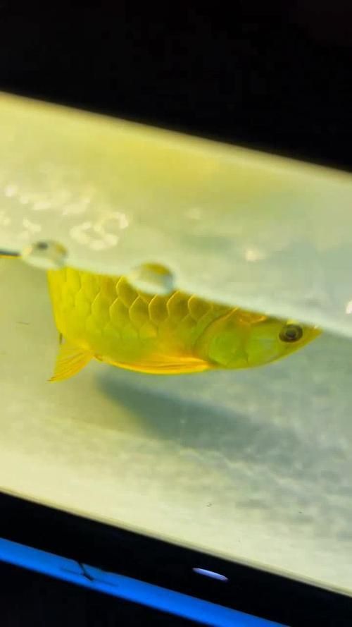 金龍魚(yú)過(guò)背和不過(guò)背的圖片對(duì)比