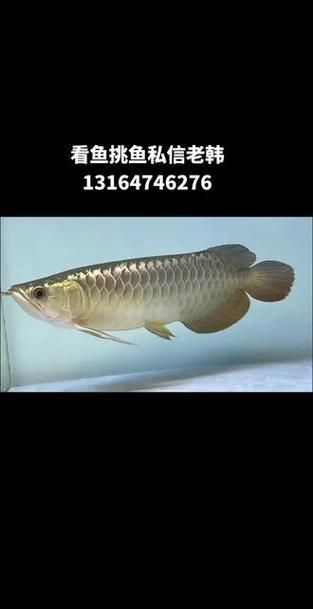 金龍魚(yú)過(guò)背和不過(guò)背的圖片對(duì)比