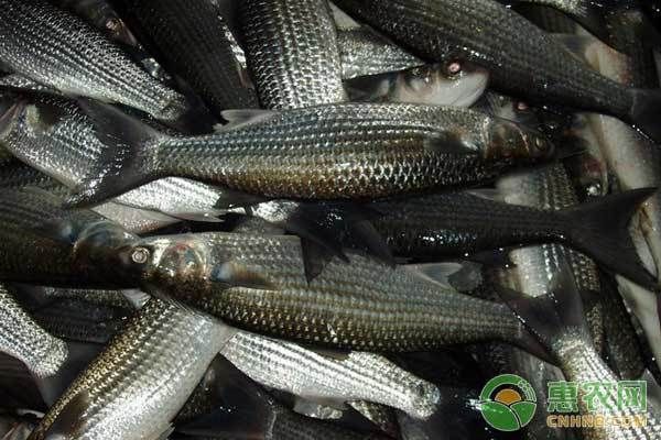 雙線側(cè)魚疾病早期癥狀識(shí)別：雙線側(cè)魚在感染疾病時(shí)早期癥狀的識(shí)別