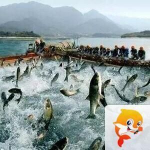 雙線側(cè)魚疾病早期癥狀識(shí)別：雙線側(cè)魚在感染疾病時(shí)早期癥狀的識(shí)別