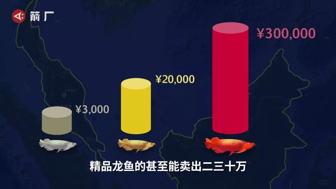 賣龍魚賺錢嗎(賣龍魚是否賺錢) 龍魚百科 第1張 賣龍魚賺錢嗎(賣龍魚是否賺錢) 賣龍魚賺錢嗎(賣龍魚是否賺錢) 龍魚百科 第1張