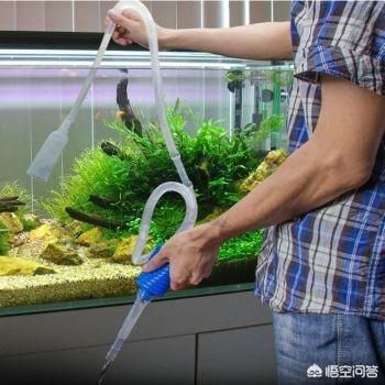 魚缸幾天換水好一點,夏季魚缸換水頻率冬季魚缸換水技巧 龍魚百科 第5張 魚缸幾天換水好一點,夏季魚缸換水頻率冬季魚缸換水技巧 魚缸幾天換水好一點,夏季魚缸換水頻率冬季魚缸換水技巧 龍魚百科 第5張