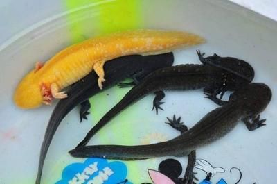 龍魚誤食了東西怎么辦：龍魚誤食了東西怎么辦，龍魚誤食了東西怎么處理