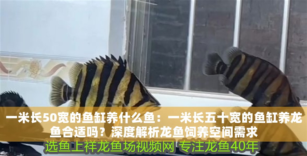 一米長50寬的魚缸養什么魚：一米長五十寬的魚缸養龍魚合適嗎？深度解析龍魚飼養空間需求
