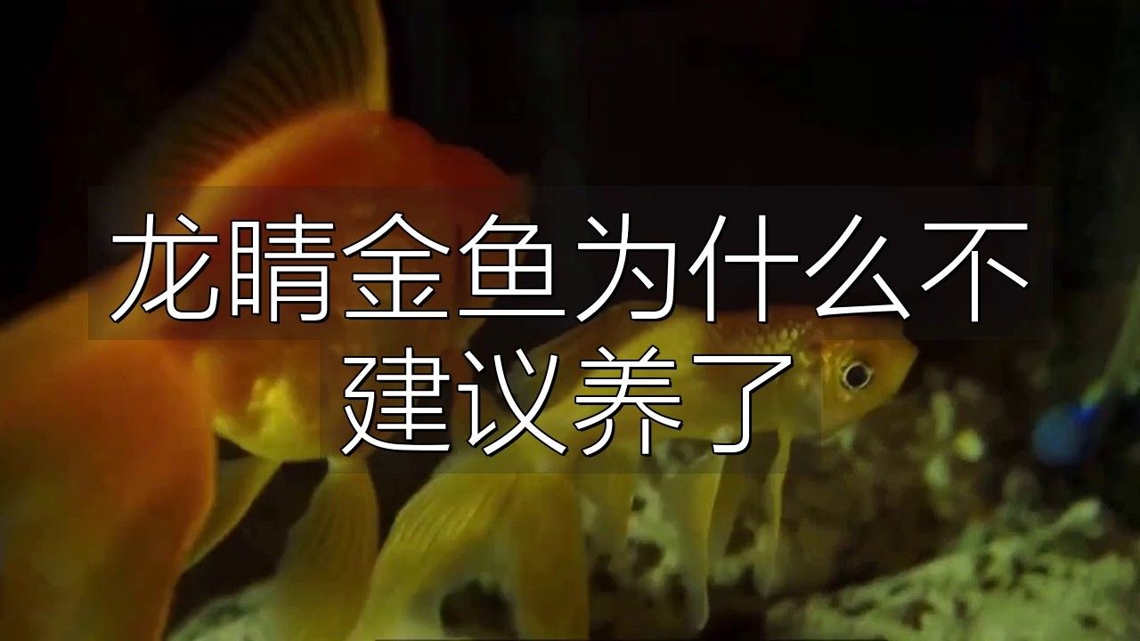 龍種金魚如何飼養？ 龍種金魚如何飼養？ 龍魚百科 第3張