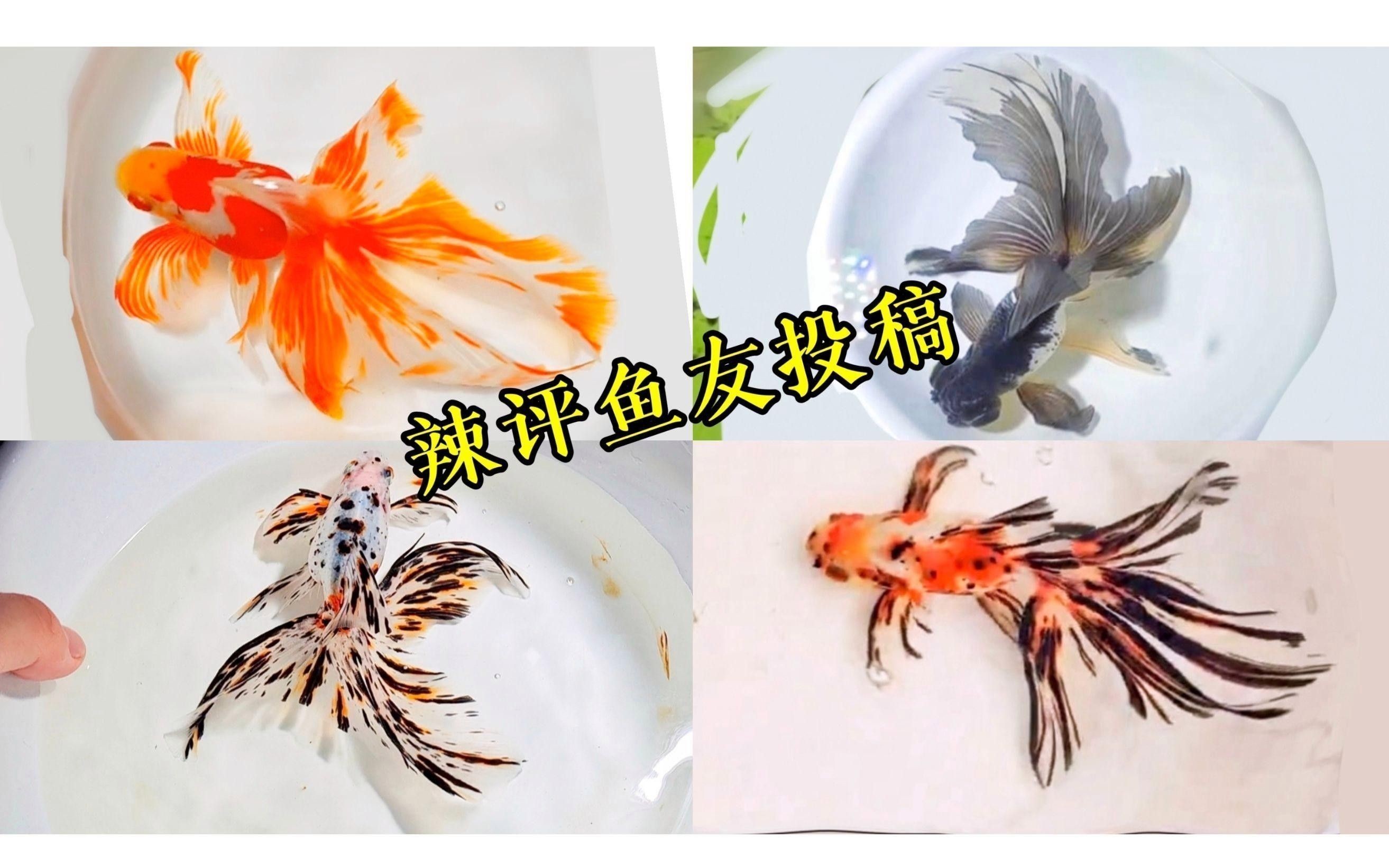 龍種金魚如何飼養？ 龍種金魚如何飼養？ 龍魚百科 第7張