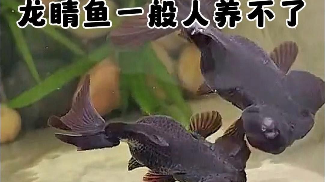 龍種金魚如何飼養？ 龍種金魚如何飼養？ 龍魚百科 第5張