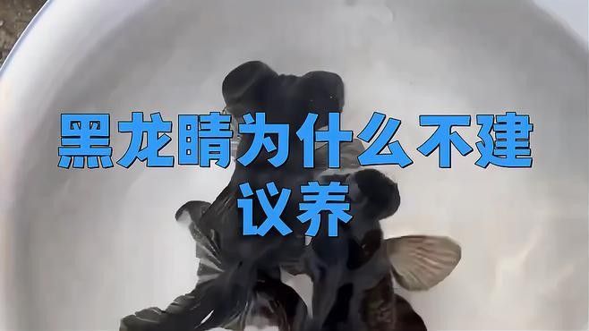 龍種金魚如何飼養？ 龍種金魚如何飼養？ 龍魚百科 第4張