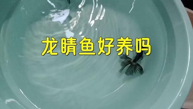 龍種金魚如何飼養？ 龍種金魚如何飼養？ 龍魚百科 第6張