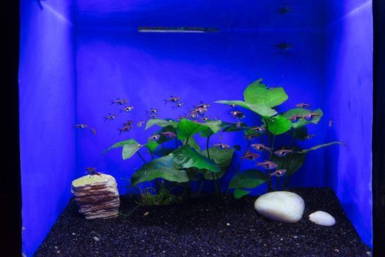 龍魚魚缸背景圖怎么選顏色：龍魚背景圖怎么選顏色