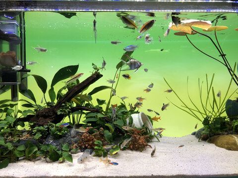 龍魚魚缸背景圖怎么選顏色：龍魚背景圖怎么選顏色