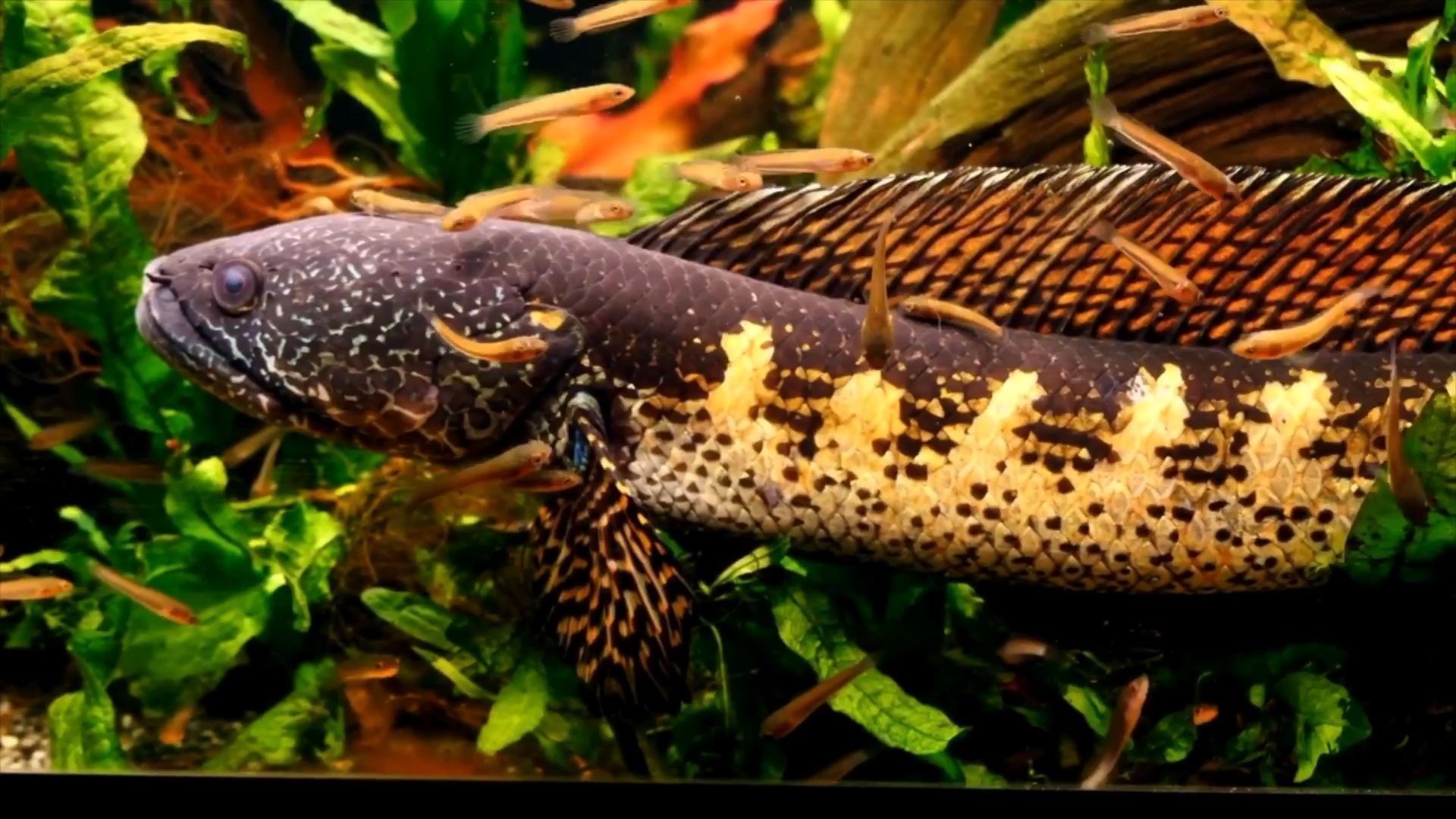 雷龍魚適宜的水質(zhì)參數(shù)：雷龍魚水溫和ph值調(diào)控技巧如何選擇適合雷龍魚的飼料