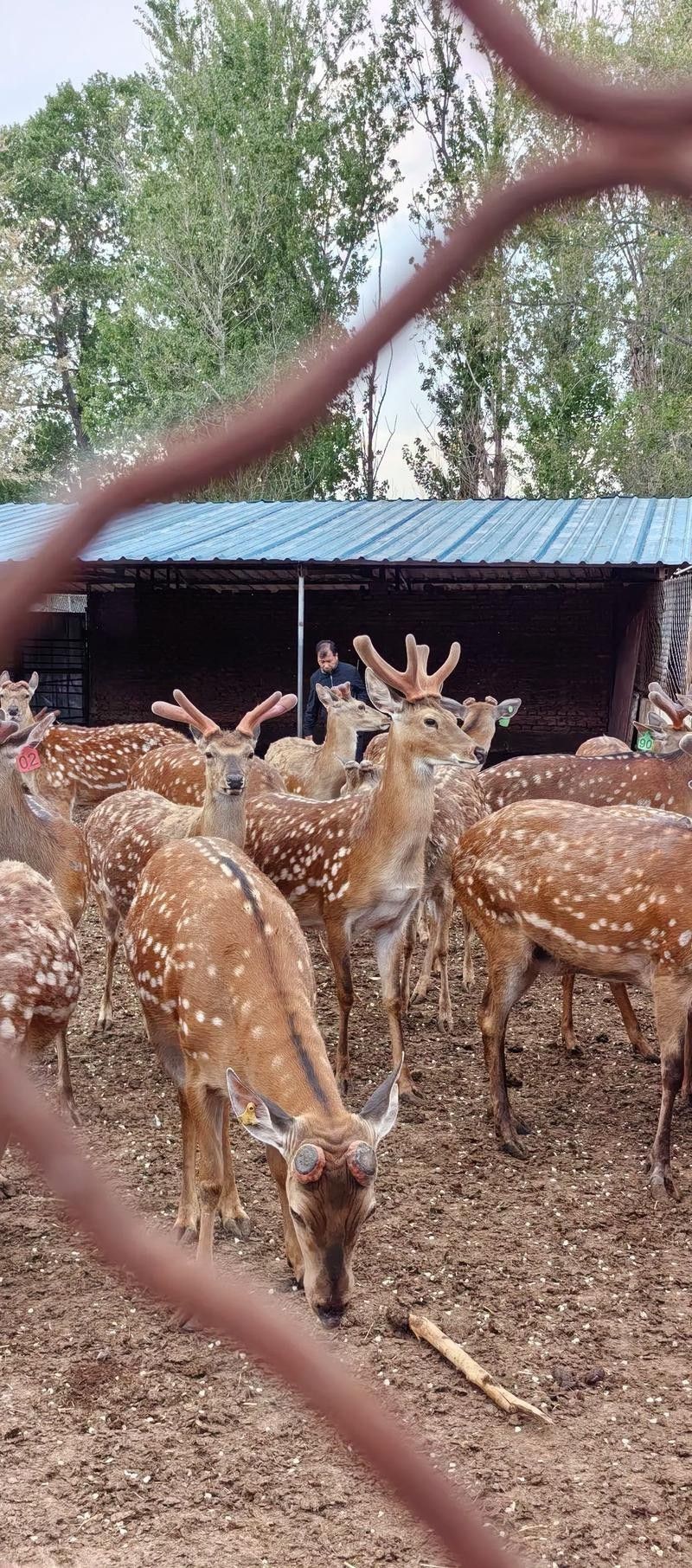 這些繁殖場哪個口碑最好？ 這些繁殖場哪個口碑最好？ 龍魚百科 第2張