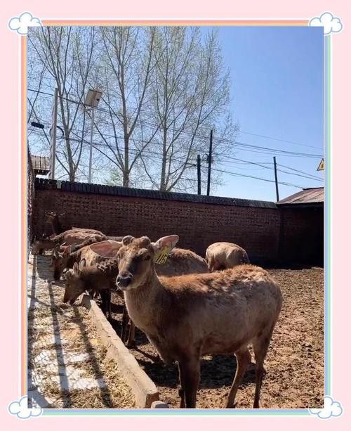 這些繁殖場哪個口碑最好？ 這些繁殖場哪個口碑最好？ 龍魚百科 第4張