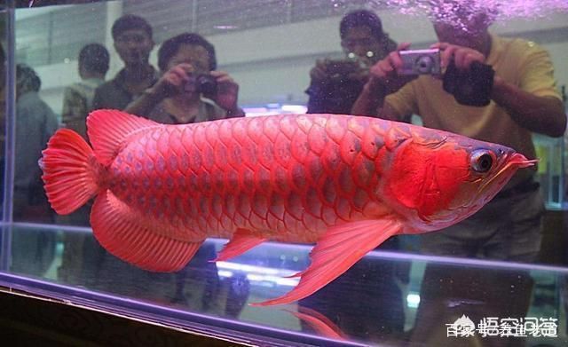 龍魚游姿與健康的關系：關于龍魚游姿與健康關系的詳細解釋 龍魚游姿與健康的關系：關于龍魚游姿與健康關系的詳細解釋 龍魚百科 第5張