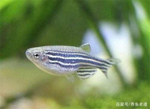龍魚游姿與健康的關系：關于龍魚游姿與健康關系的詳細解釋 龍魚游姿與健康的關系：關于龍魚游姿與健康關系的詳細解釋 龍魚百科 第4張
