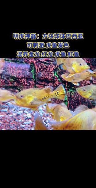 紅龍魚和虎魚混養好嗎圖片 紅龍魚和虎魚混養好嗎圖片 龍魚百科 第6張