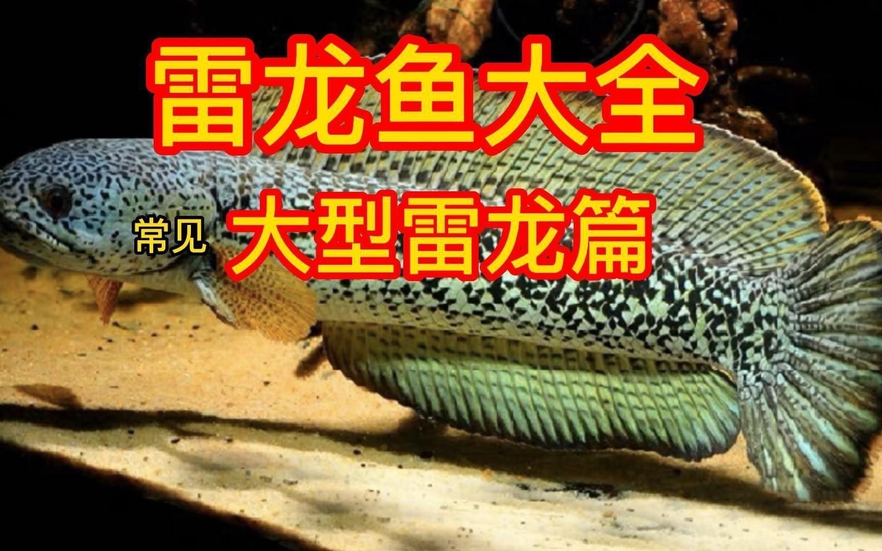 野生雷龍魚有哪些品種