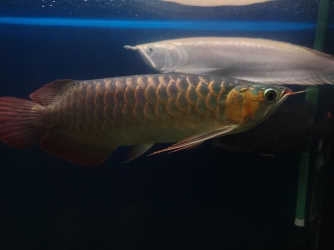 紅龍魚和虎魚混養好嗎圖片 紅龍魚和虎魚混養好嗎圖片 龍魚百科 第11張
