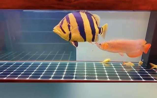 紅龍魚和虎魚混養好嗎圖片 紅龍魚和虎魚混養好嗎圖片 龍魚百科 第34張