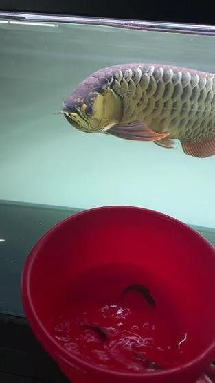 紅龍魚和虎魚混養好嗎圖片 紅龍魚和虎魚混養好嗎圖片 龍魚百科 第37張