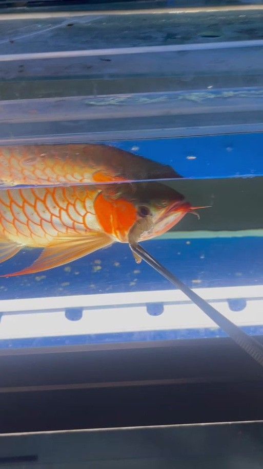 紅龍魚和虎魚混養好嗎圖片 紅龍魚和虎魚混養好嗎圖片 龍魚百科 第41張