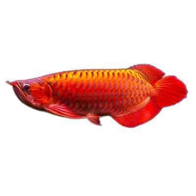 周公解夢夢到準(zhǔn)備買一對紅色金龍魚（中國傳統(tǒng)解夢觀點中“魚”和“余”諧音與財富密切相關(guān)）