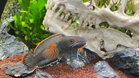 血斑一型雷龍魚怎樣養長得快