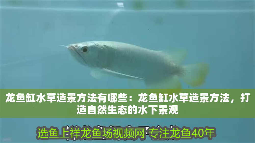 龍魚缸水草造景方法有哪些：龍魚缸水草造景方法，打造自然生態的水下景觀
