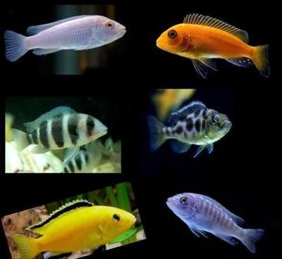 龍魚缸水草造景方法有哪些：龍魚缸水草造景方法，打造自然生態的水下景觀